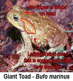 Toxic Giant of Bufo Toad