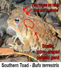 Nontoxic Southern Toad