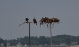 Mom and Pop Osprey getting ready to feed babies in nest on Chesapeake Bay in Maryland